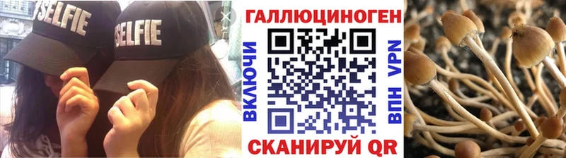 Галлюциногенные грибы Psilocybe  Северск 